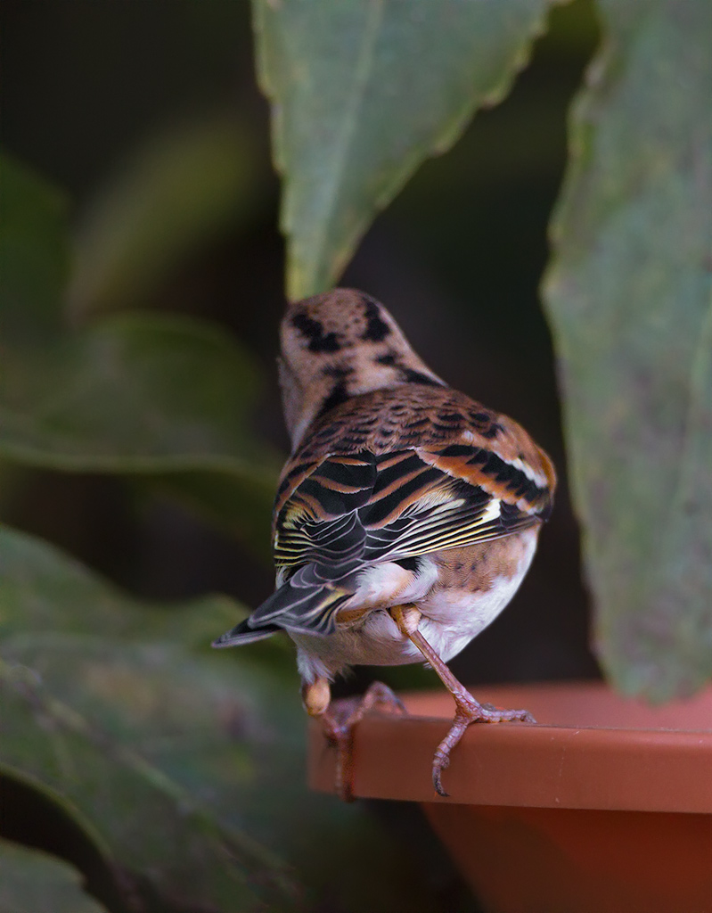 Brambling