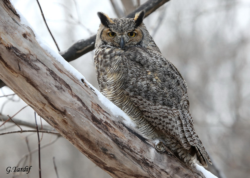 Grand Duc / Great Horned Owl