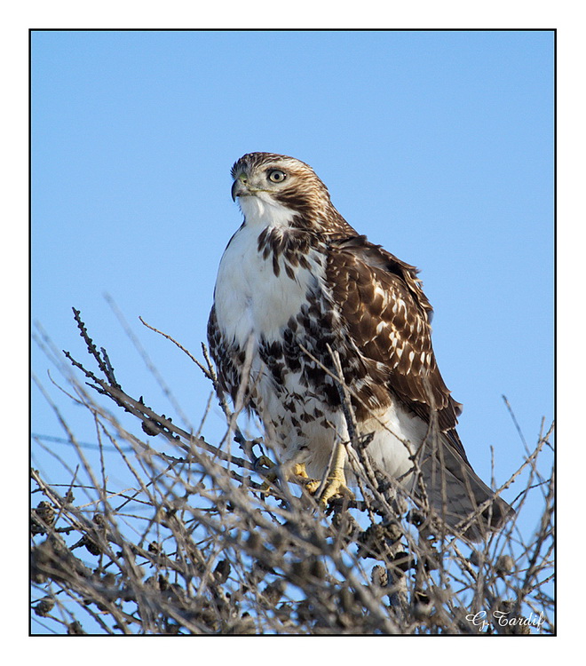 Buse  queue rousse / Red-tailed Hawk