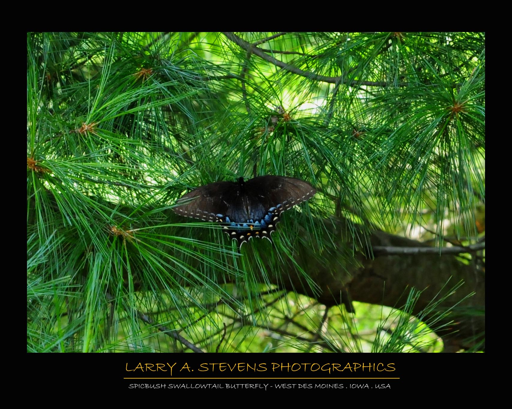Butterfly - Spicebush Swallowtail