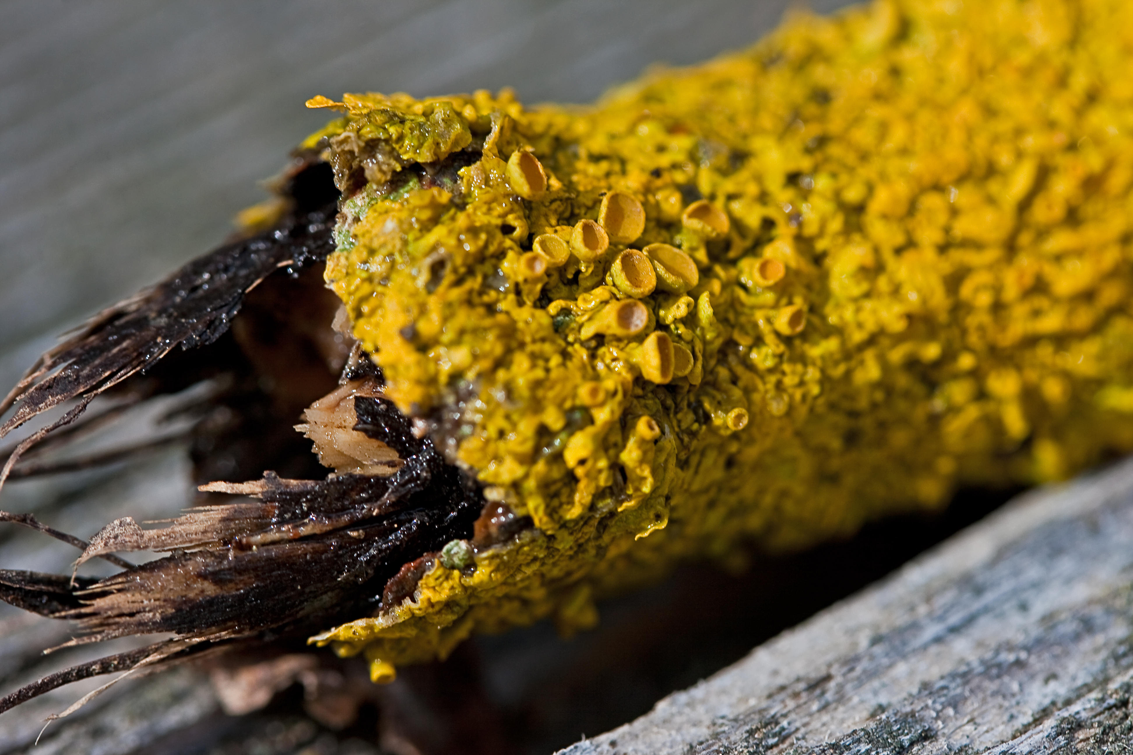 Lichen 