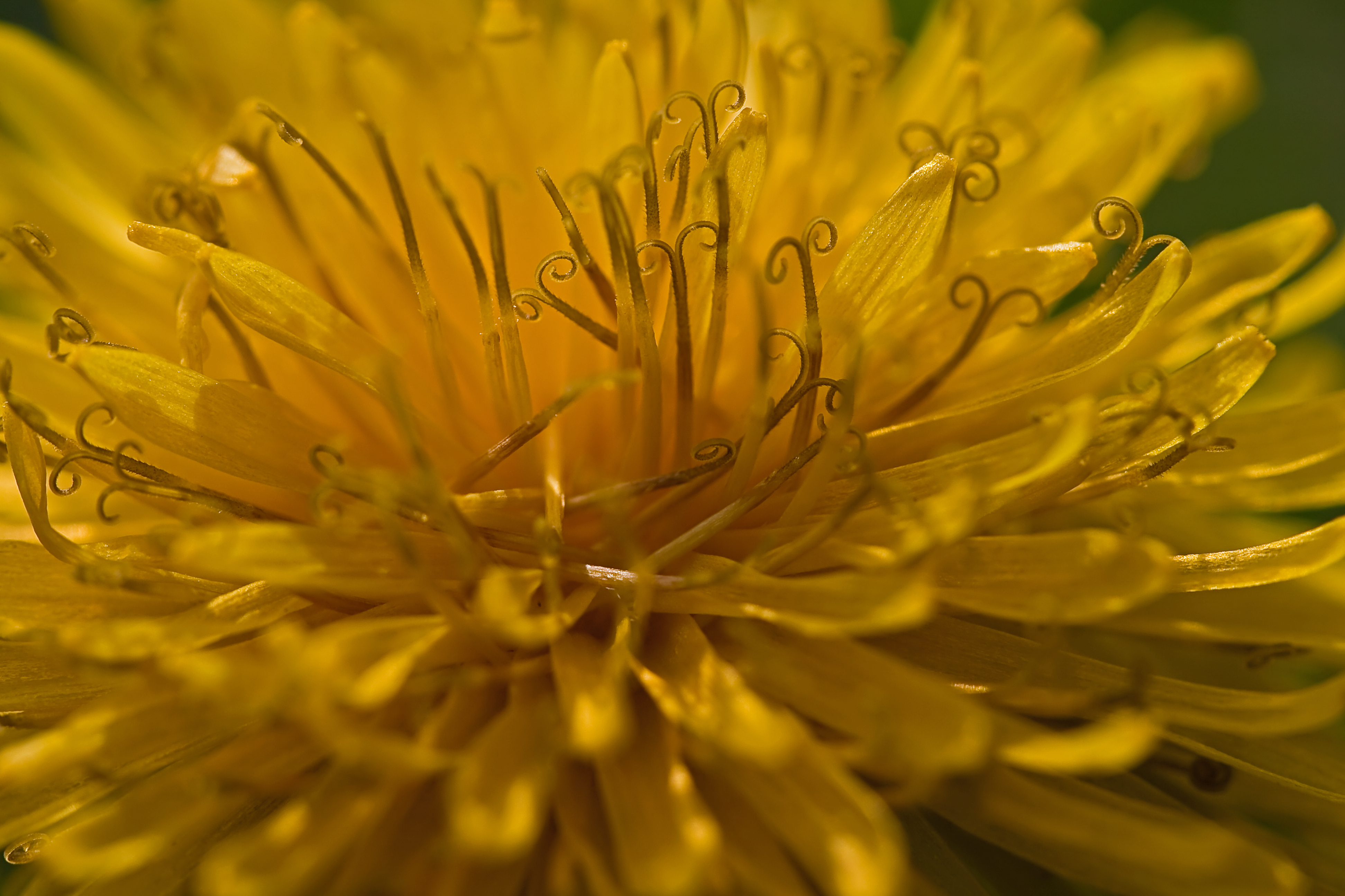 dandelion