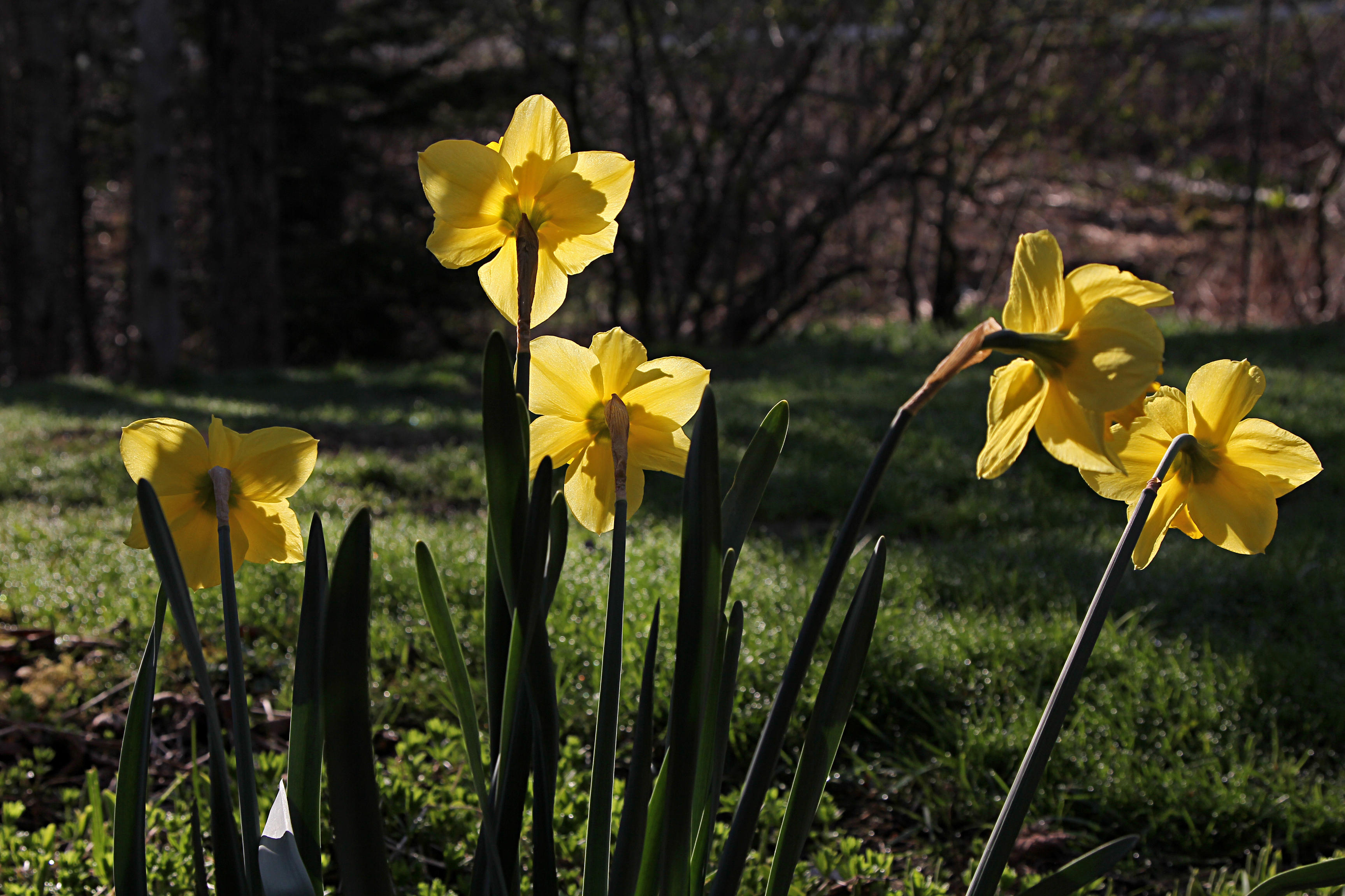 daffodils