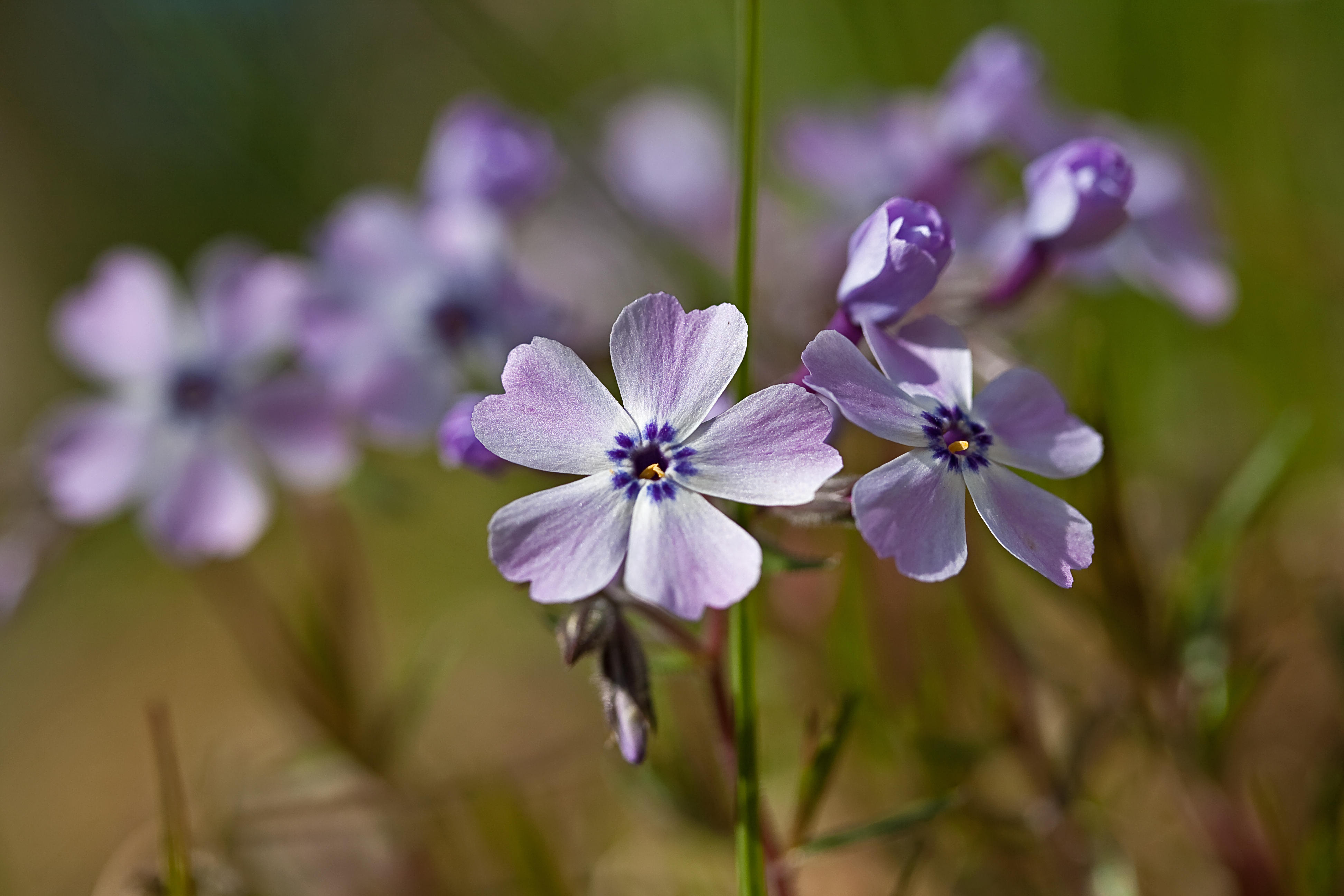 Moss phlox