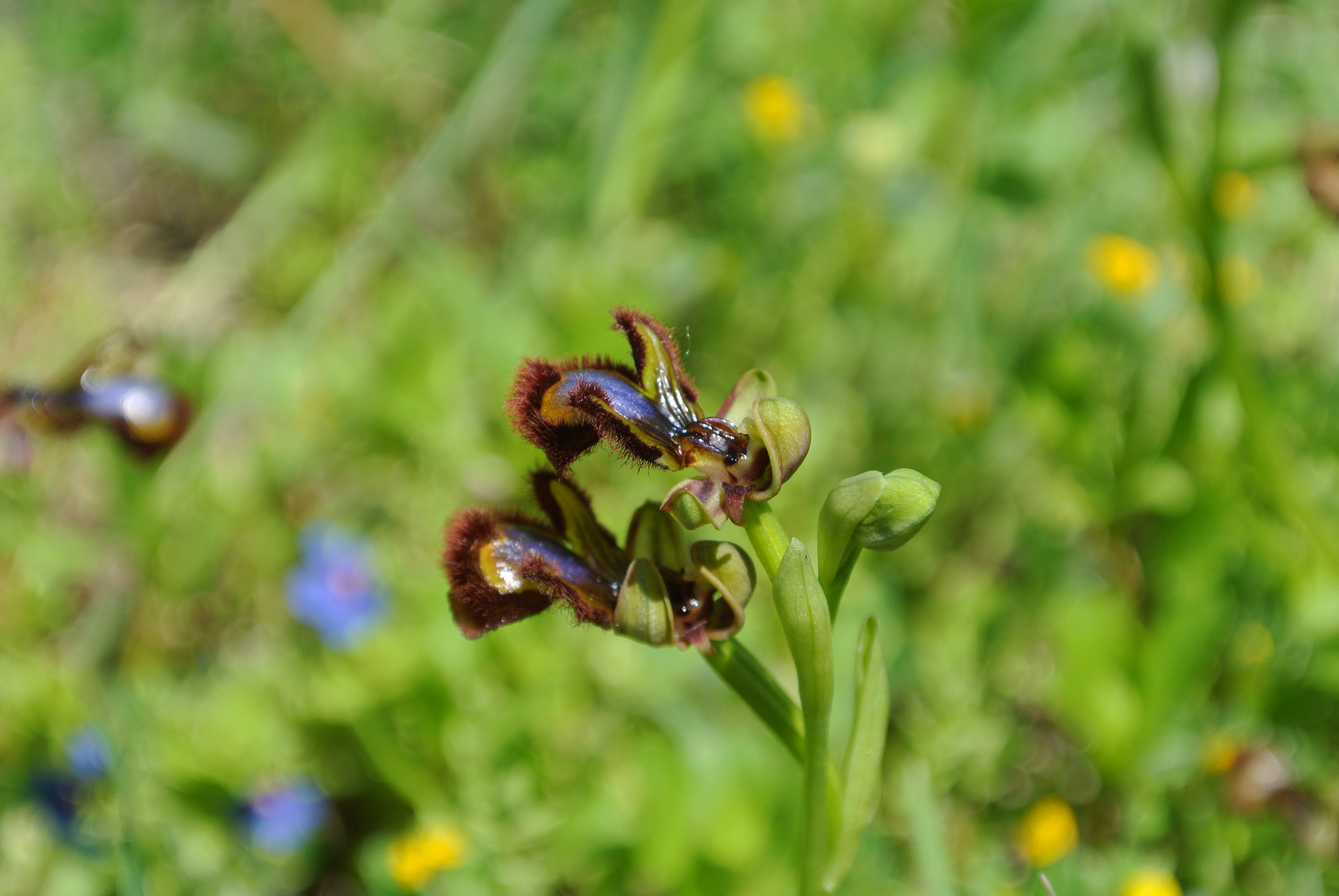 Ophrys speculum