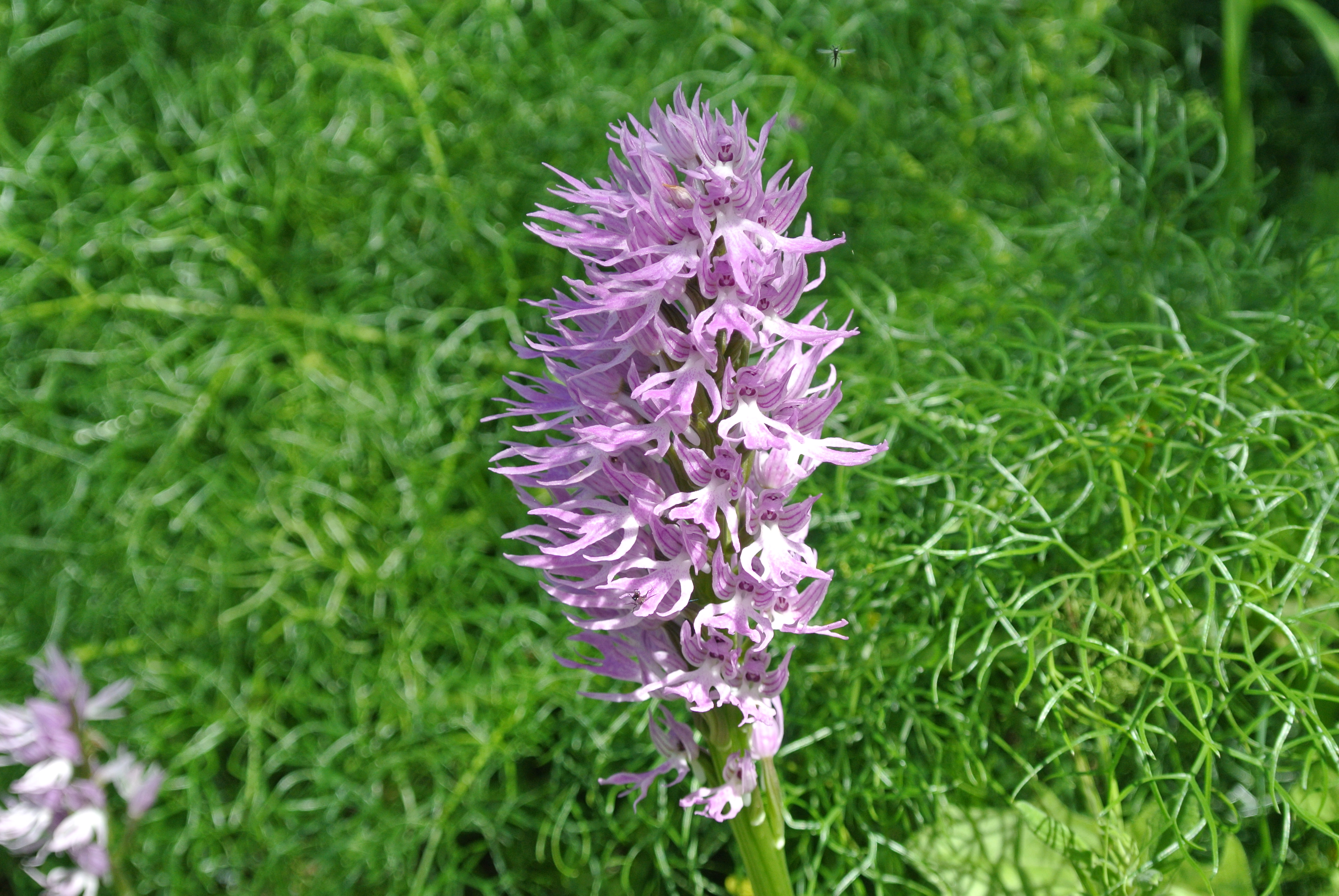 DSC_2279.JPG