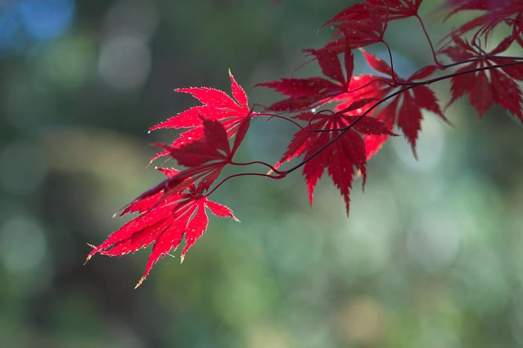 105mm f/2.8 bokeh, and Japanese maple.