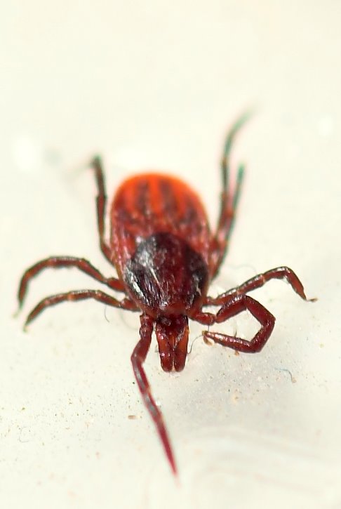 Ixodes Pacificus, Shingletown, California - Nov. 25, 2006..Are those EYES?!!