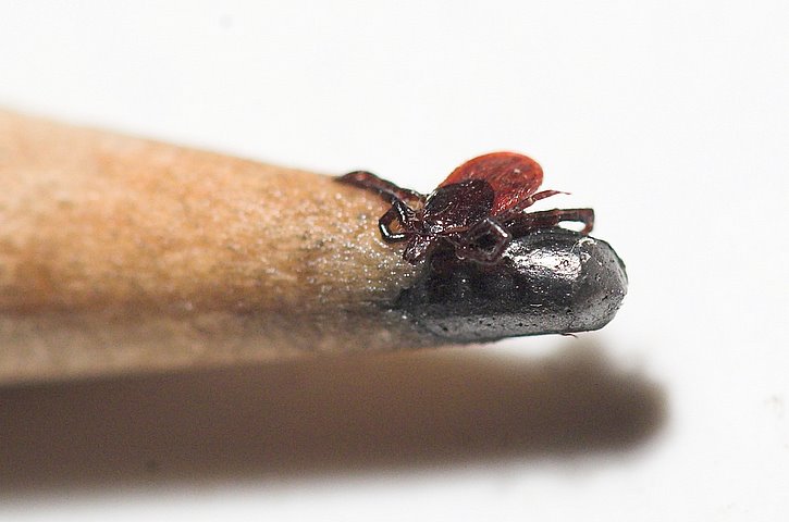 Ixodes Pacificus, Shingletown, California - Nov. 25, 2006 - on pencil tip