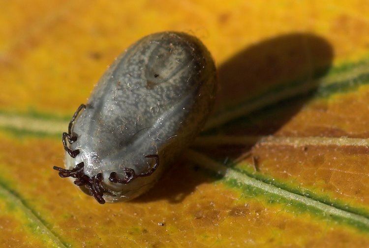 Engorged Ixodes Pacificus, Shingletown, California (Nov. 2006)