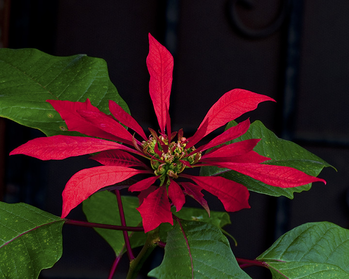 A New Flower on the Poinsettia Bush by Our Front Door
