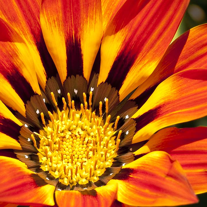 Went to Santee Lakes Park the Other Day and was Surprised to Find All These Gazanias