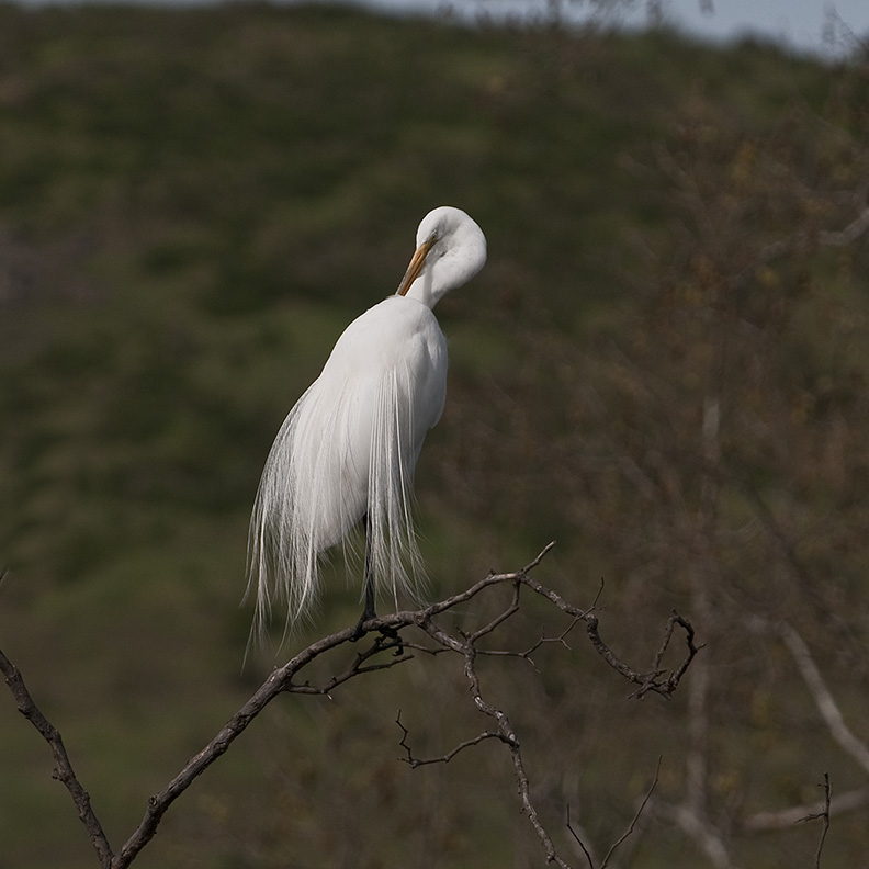 Great White Egret