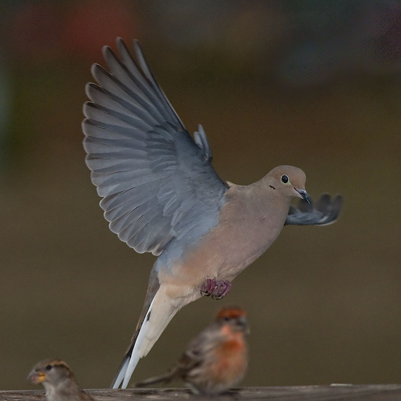 Dove 188