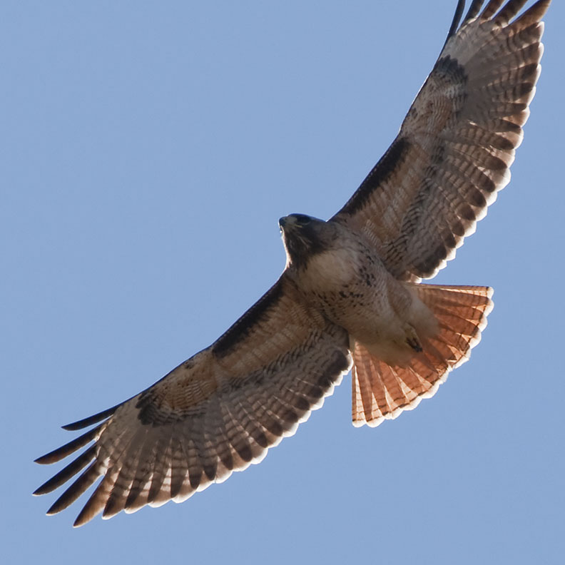 Red Tailed Hawk 16