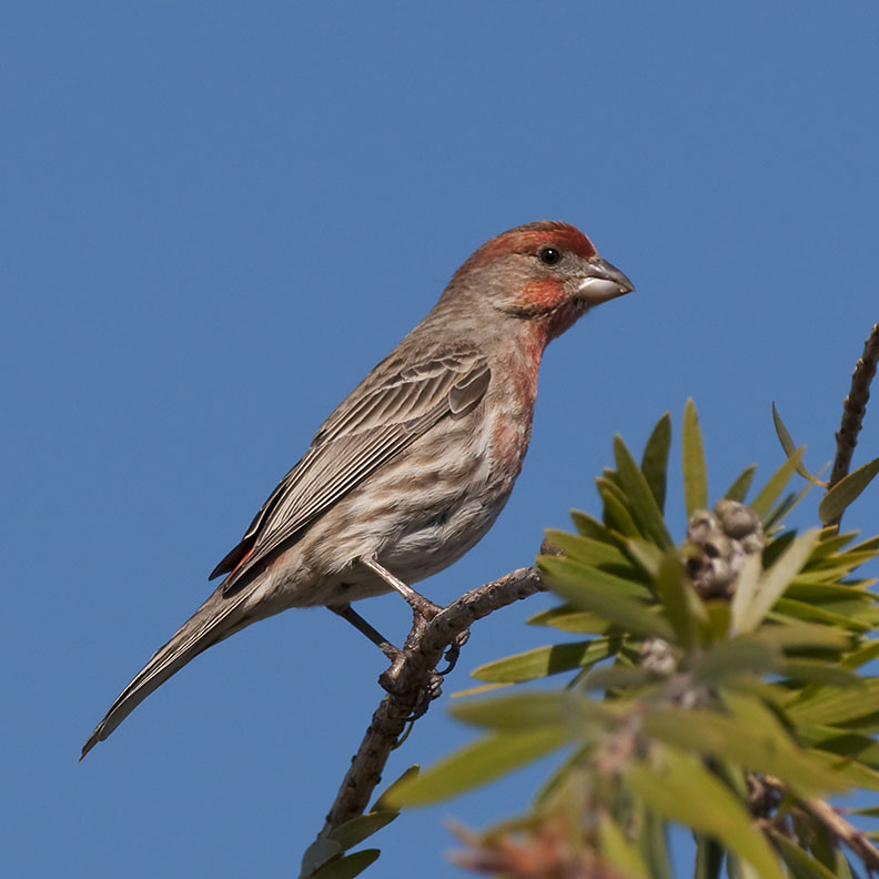 House Finch 11