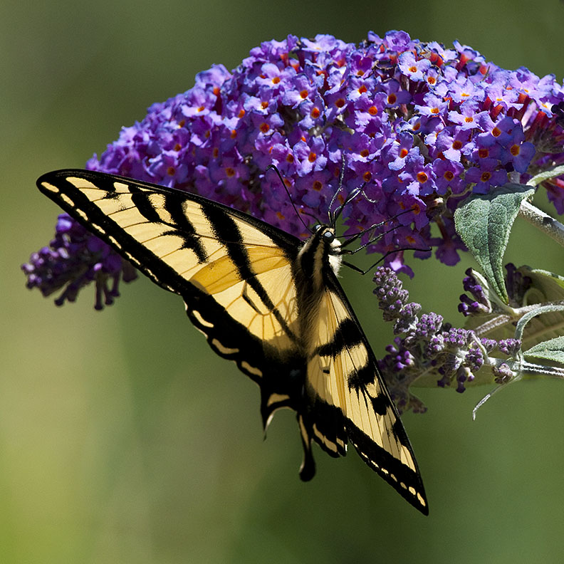 Tiger Swallowtail 274