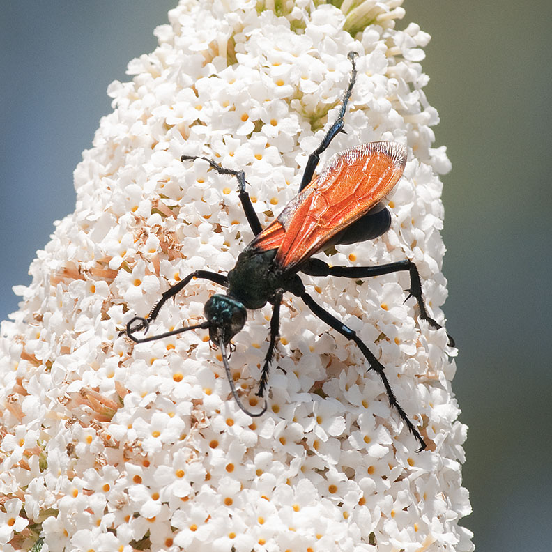 Tarantula Hawk 298
