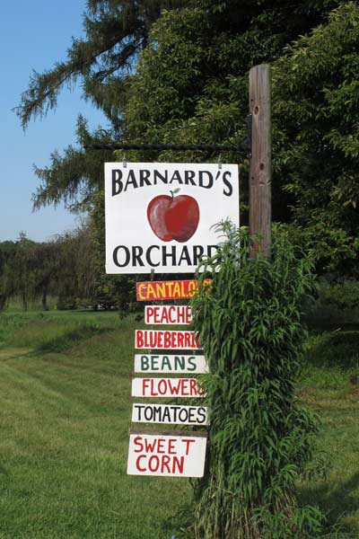 Summers Harvest at Barnards Orchard