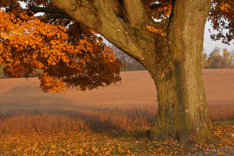 Majestic in Autumn