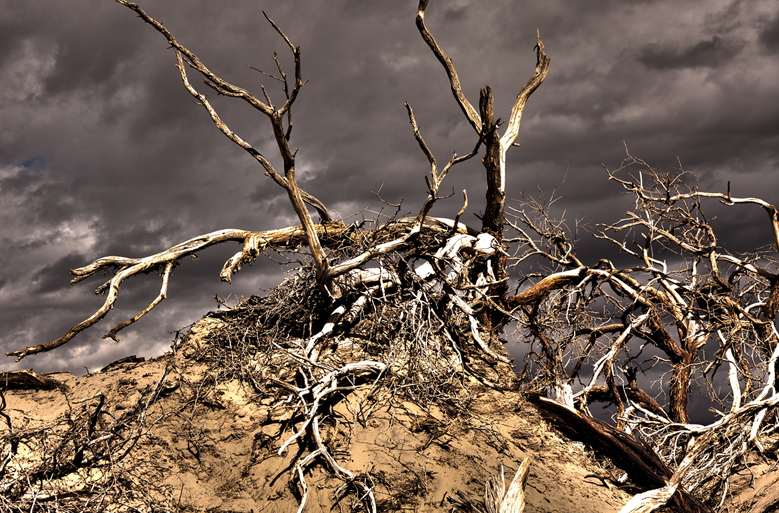 Death Valley Dunes Mesquite Tree