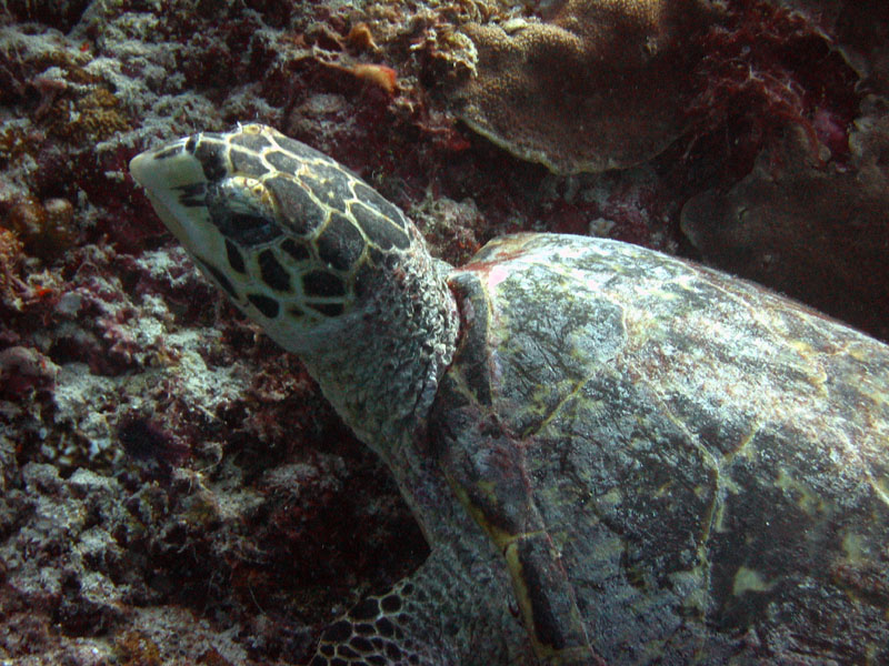 Maldives_07_dive_r_041_72 dpi_sup.jpg