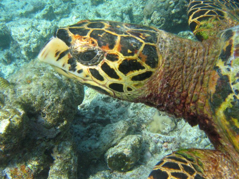 Maldives_07_dive_r_117_72 dpi_sup.jpg