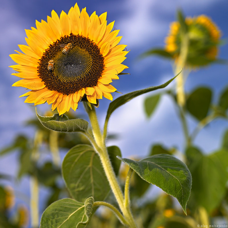 Sun. Flower. Bees.