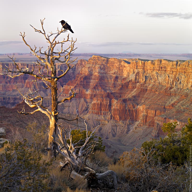 Black Spirit of Grand Canyon
