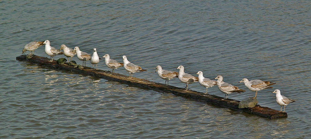 My Flock Of Seagulls