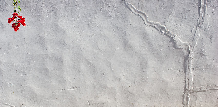 November 13 - Flowers and Wall, Gelves, Spain.