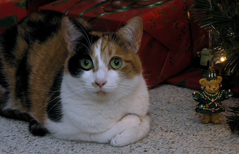 Gracie at the Christmas Tree