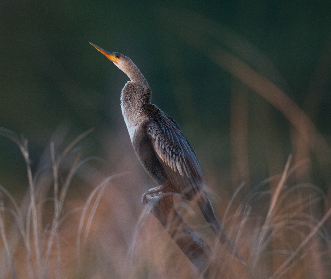 Anhinga