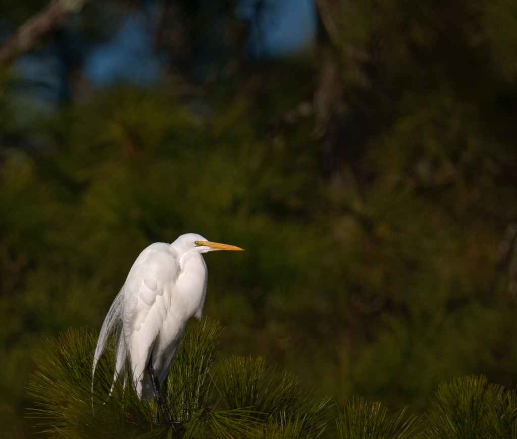 Great Egret