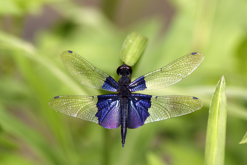 Sapphire Flutterer 三角麗翅蜻