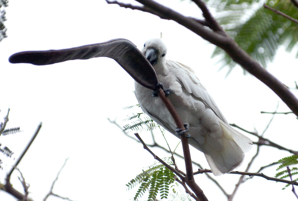 Yellow-Crested Cockatoo 小葵花鳳頭鸚鵡