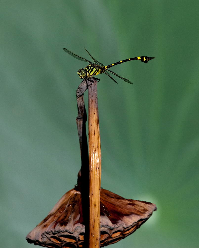 Common Flangetail 霸王葉春蜓