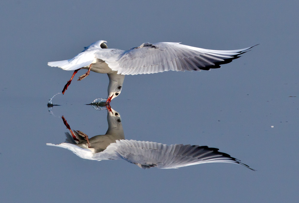 Black-headed Gull 紅咀鷗