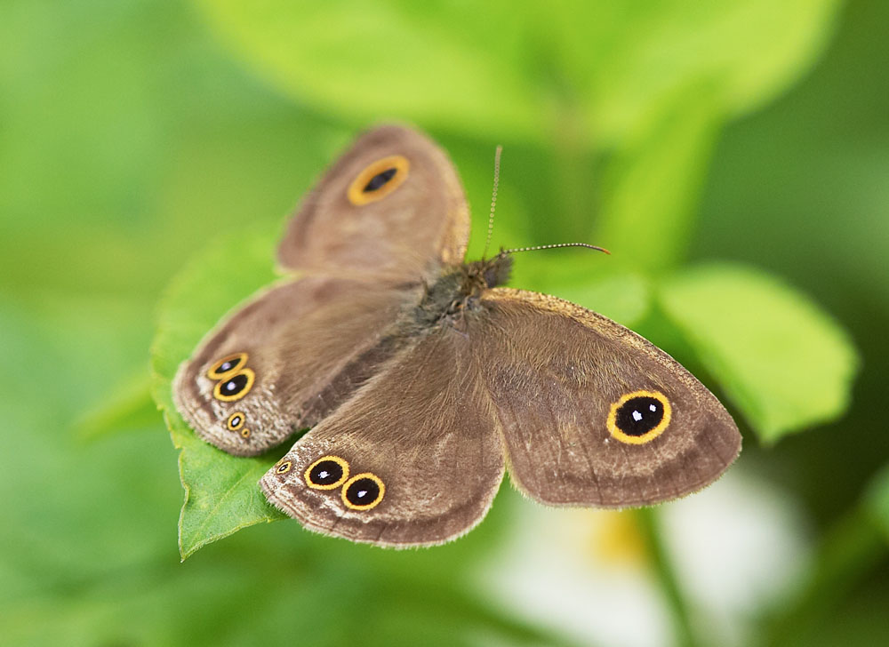 Common Five-ring 矍眼蝶 Ypthima baldus