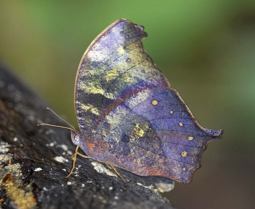 Dark Evening Brown 睇暮眼蝶 Melanitis phedima
