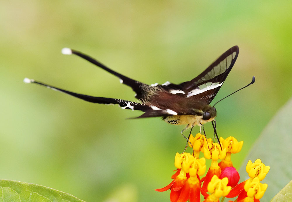 White Dragontail 燕鳳蝶 Lamproptera curius