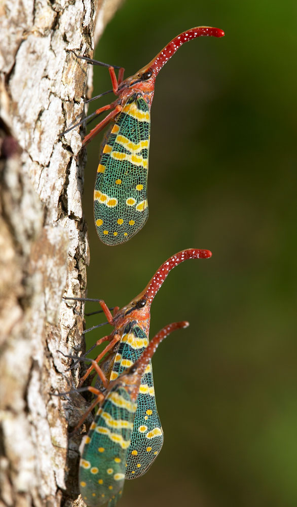 Lantern-fly 龍眼雞 Fulgora candelaria