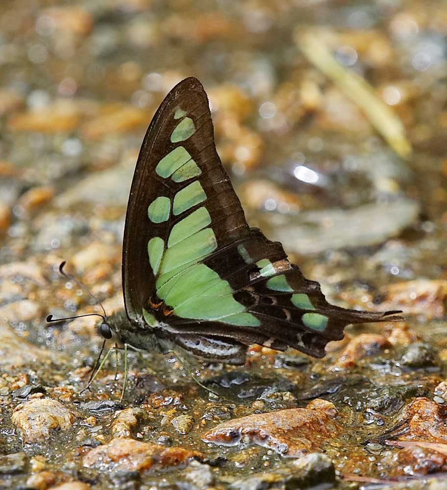 Glassy Bluebottle 寬帶青鳯蝶 Graphium cloanthus