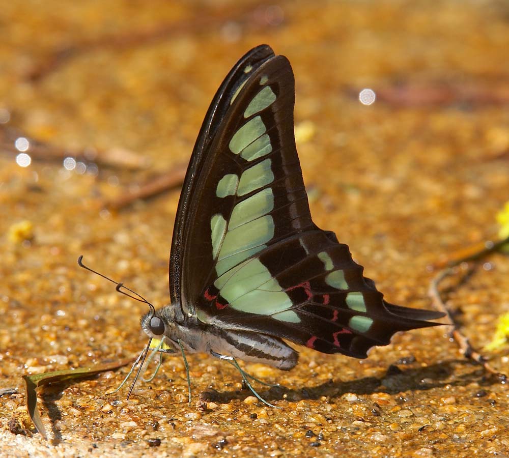 Glassy Bluebottle 寬帶青鳯蝶 Graphium cloanthus