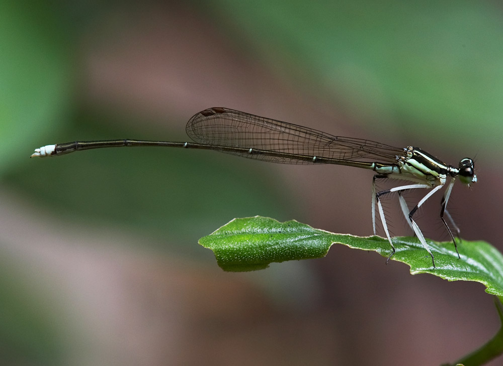 Copera ciliata 白狹扇蟌 (Male)