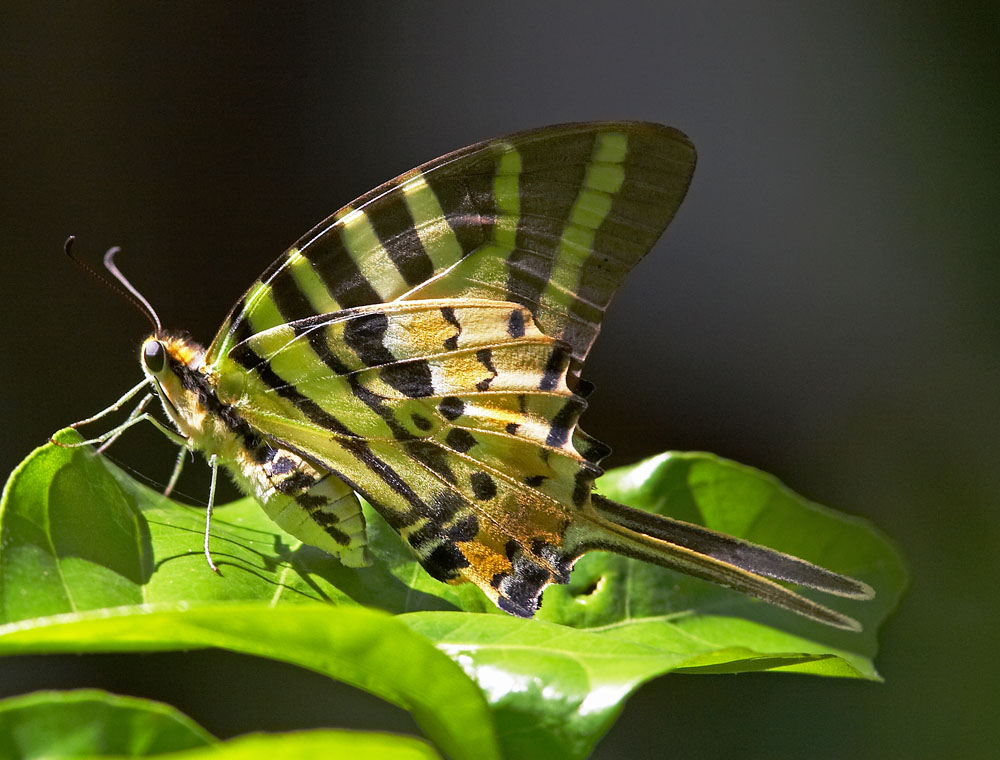 Five-bar Swordtail 綠鳳蝶 Pathysa antiphates