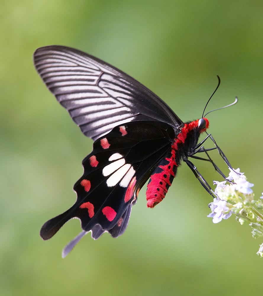 Common Rose 紅珠鳳蝶Pachliopta Aristolochiae