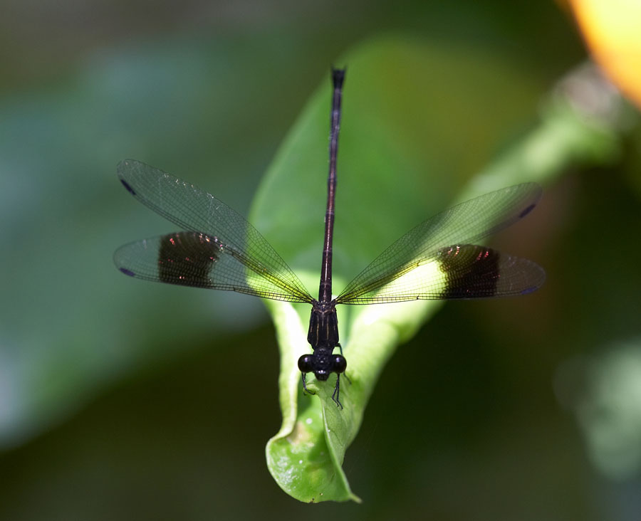 Black-banded Gossamerwing 方帶幽蟌 Euphaea decorata