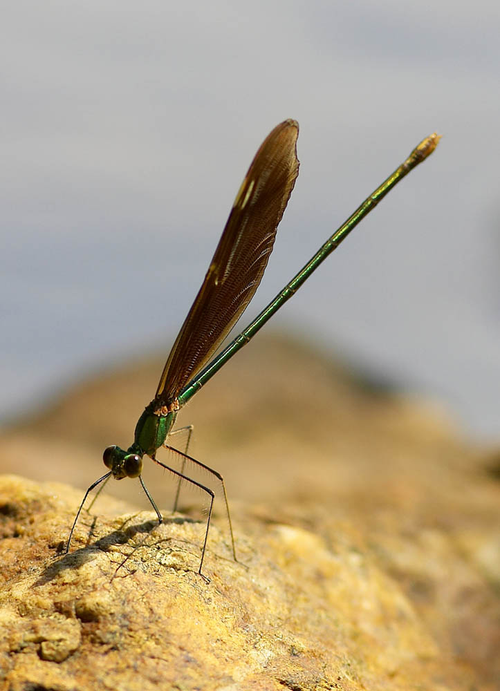 Chinese Greenwing 華艶色蟌 Neurobasis chinensis