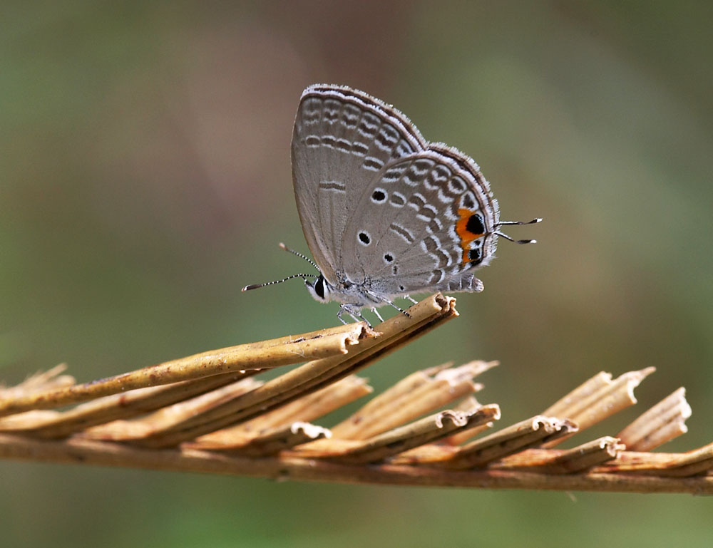 Plains Cupid 曲紋紫灰蝶 Chilades pandava